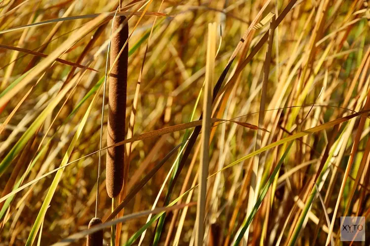 Digitale GroenLunch 28 september: Lisdoddeteelt biedt kansen voor Fryslân