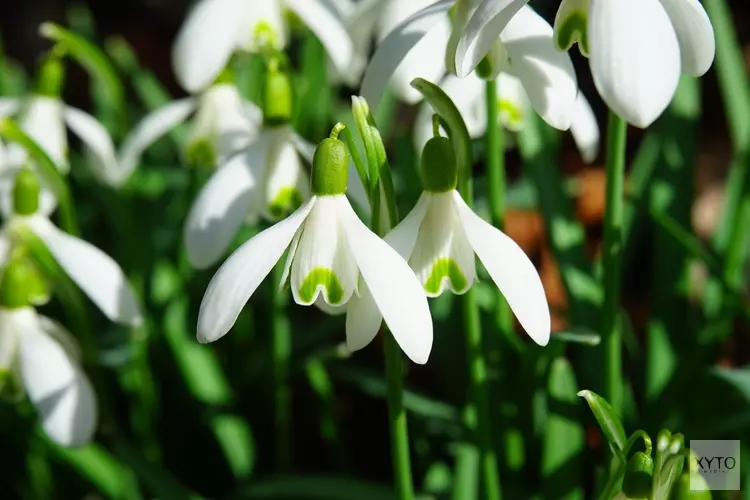 Tienduizend sneeuwklokjes voor de Friese biodiversiteit