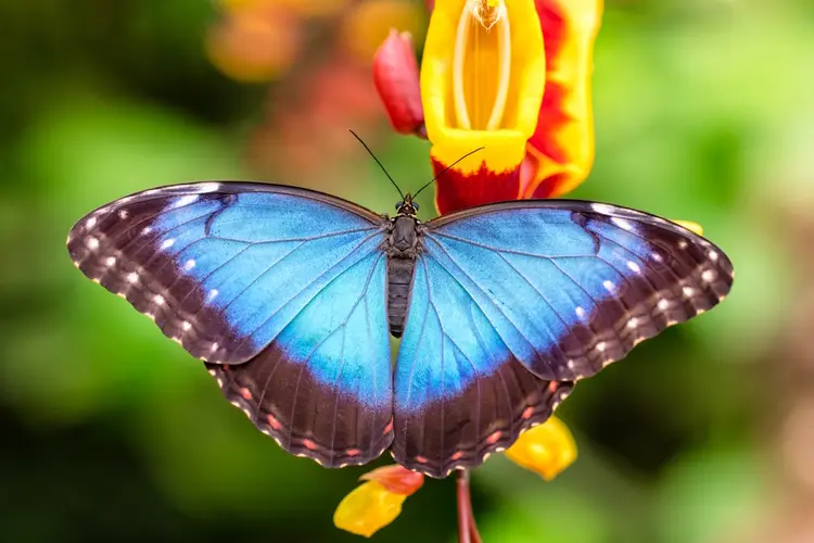 Op zoek naar een super leuk uitje? Kom gezellig minigolfen of wandel tussen de mooiste vlinders in Vlindorado